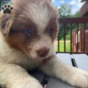 Misssy, Australian Shepherd Puppy